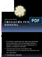 Circulacinfetalyneonatal