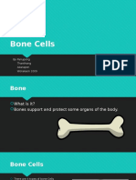 Bone Cell