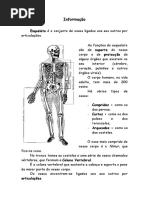 Ossos Informação Estudo Meio Resumo 4º Ano