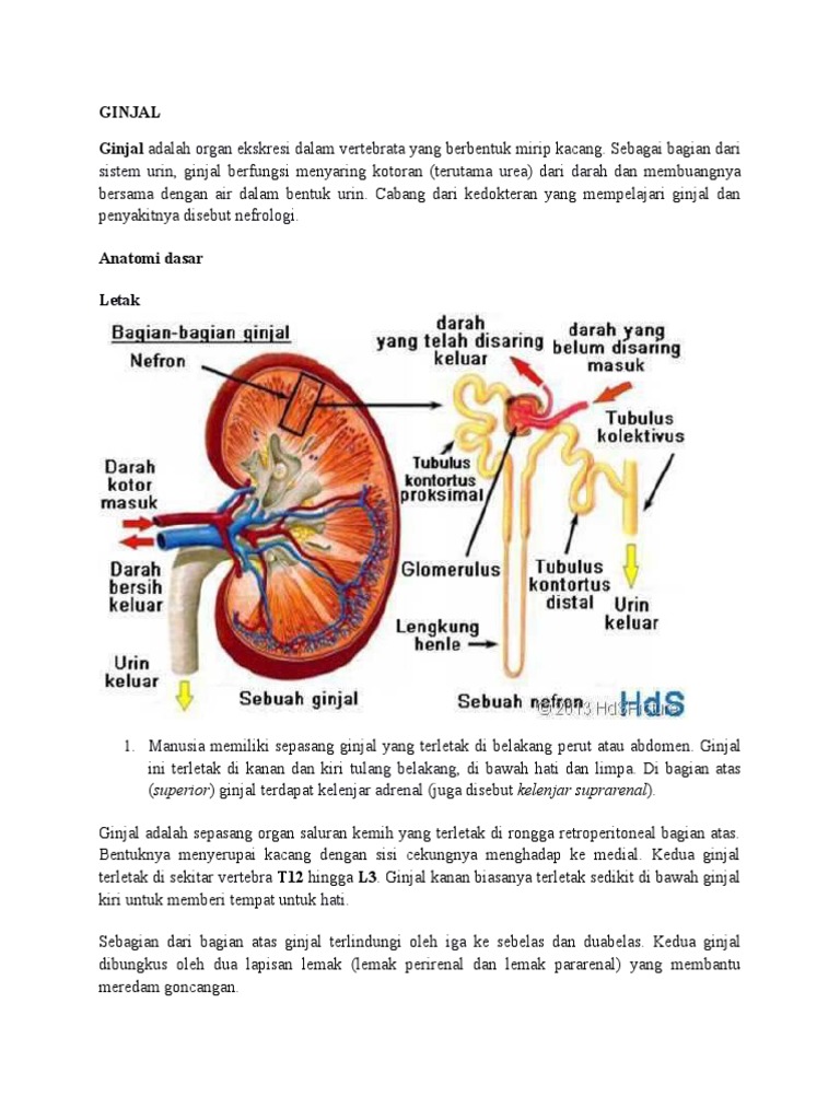 Unduh 6500 Koleksi Gambar Ginjal Kiri Paling Bagus Gratis