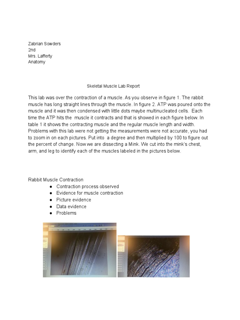 Rabbit Muscle Contraction Lab Report | PDF