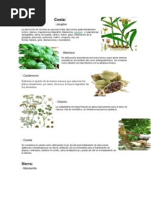 Plantas Medicinales Ecuador Resfriado Comun Plantas Medicinales