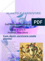 Plante Carnivore