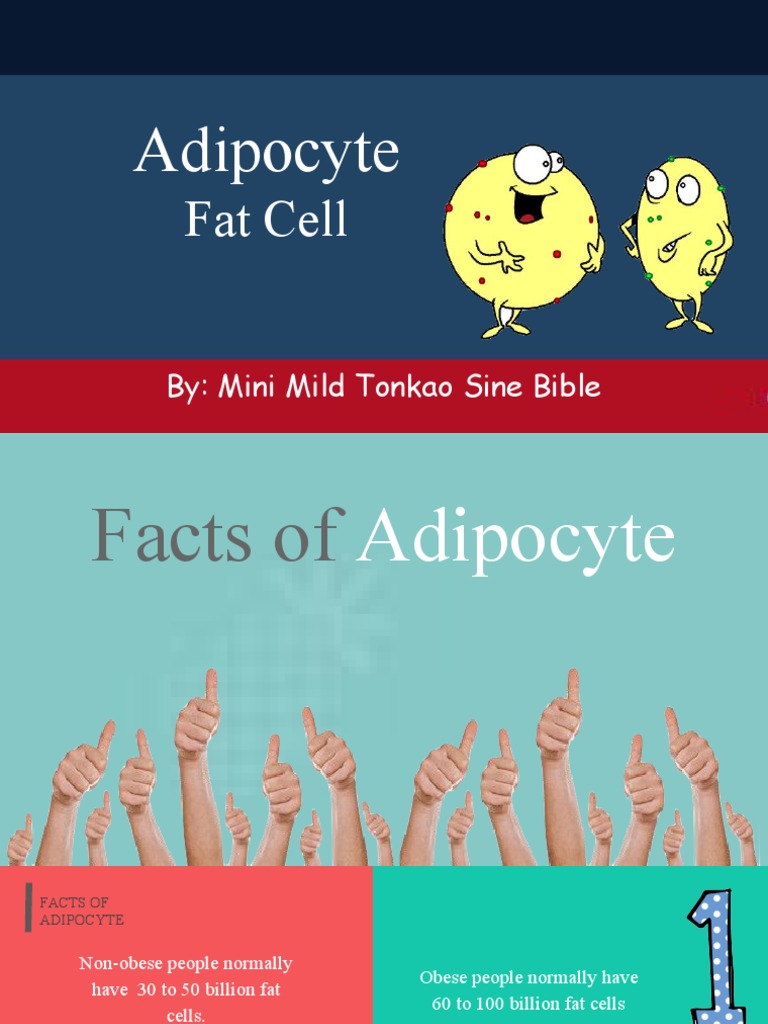 Adipocyte PDF | PDF | Adipocyte | Adipose Tissue
