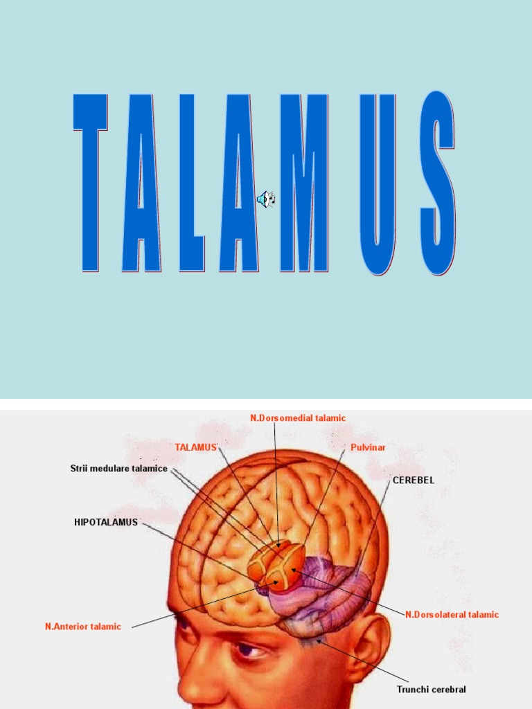 10_TALAMUS | Thalamus | Neuroanatomy