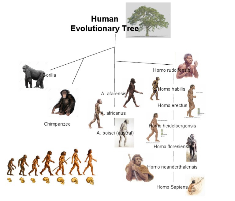 Human Evolutionary Tree Overview | PDF