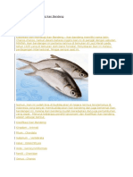 Klasifikasi Dan Morfologi Ikan Bandeng