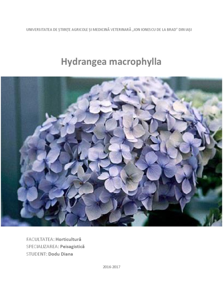Genul Hydrangea | PDF