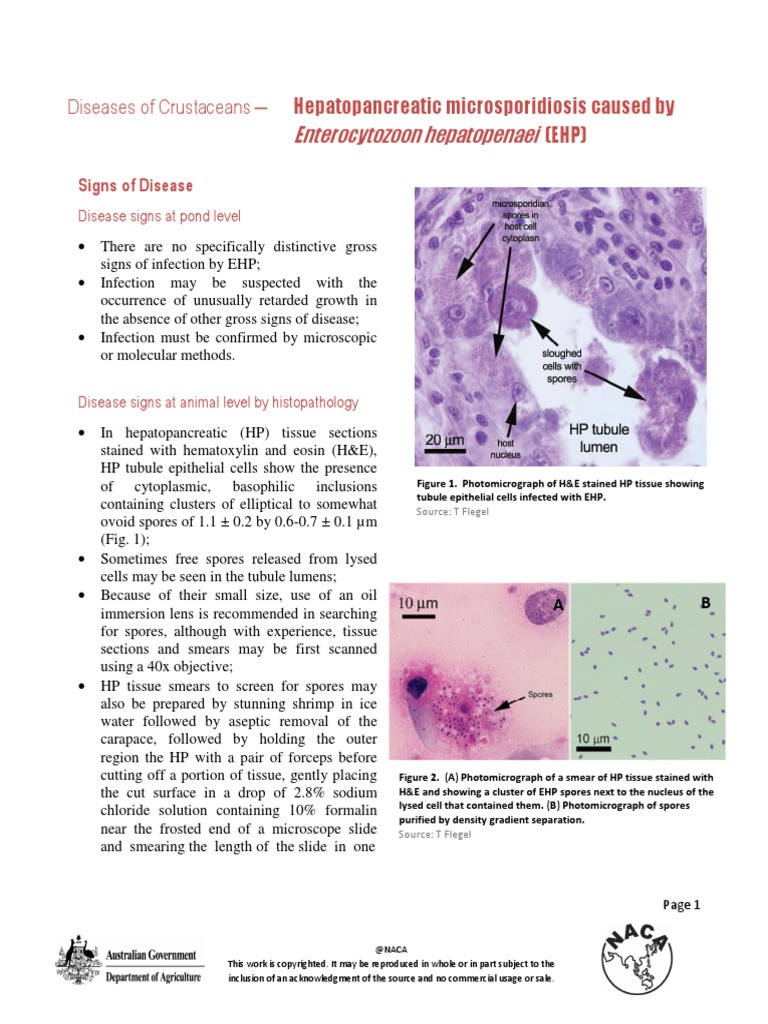 Ehp Disease Card 2015 | PDF | Biology | Laboratory Techniques