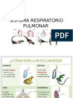 Diapositivas Del Sistema Respiratorio