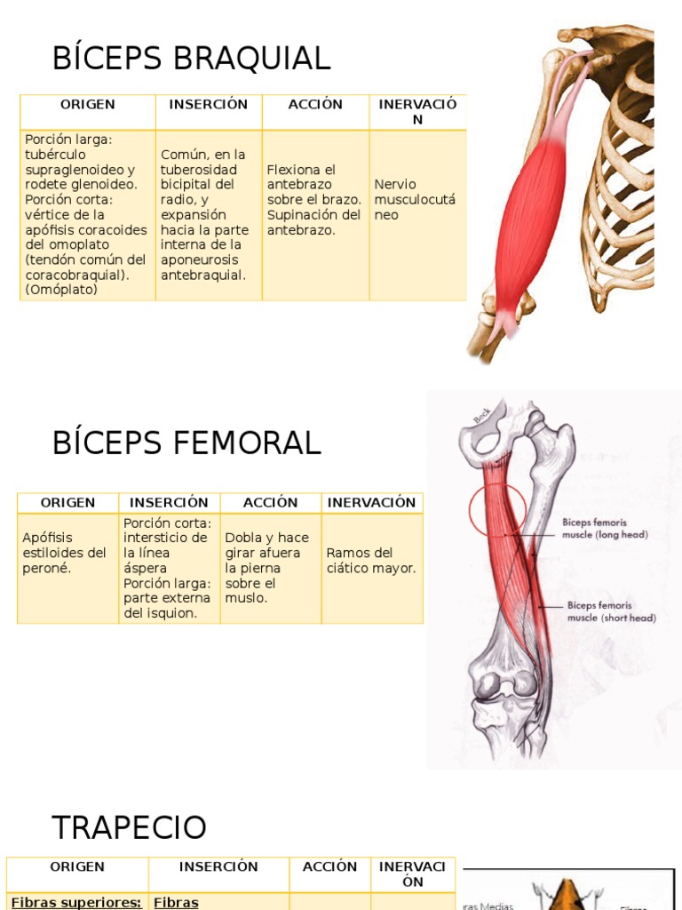 BÍCEPS BRAQUIAL Articulaciones Extremidades (anatomía)