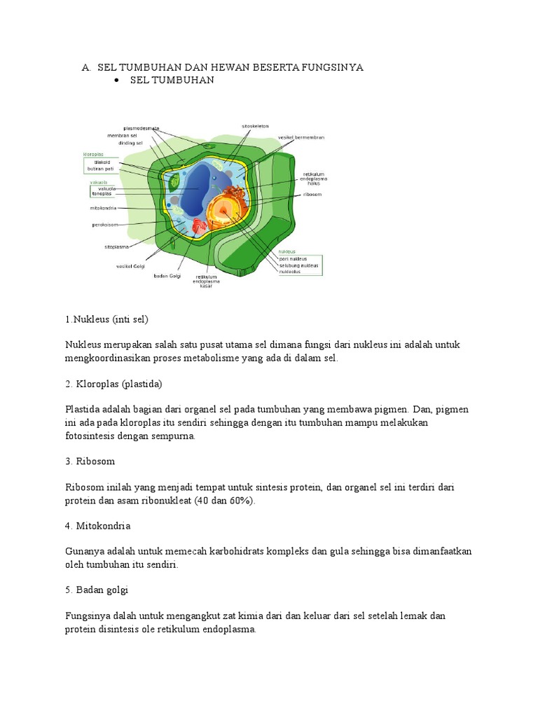  Sel  Tumbuhan Dan  Hewan  Beserta  Fungsinya 