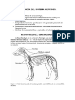 Neurofisiología