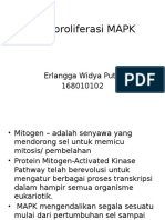 Jalur Proliferasi MAPK