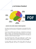 El Cerebro Y La Corteza Cerebral