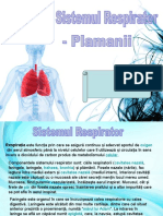 Sistemul Respirator, Plamanii