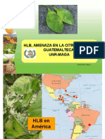 HLB - Guatemala