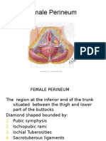 Perineum