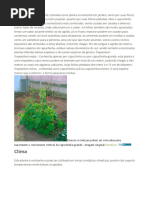 Plantar Capuchinha
