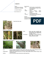 Kea - Bambu - Ampel - Bambusa - Vulgaris (Morfologi & Taksonomi) PDF
