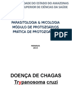 Guia para Prova Pratica de Protozoários