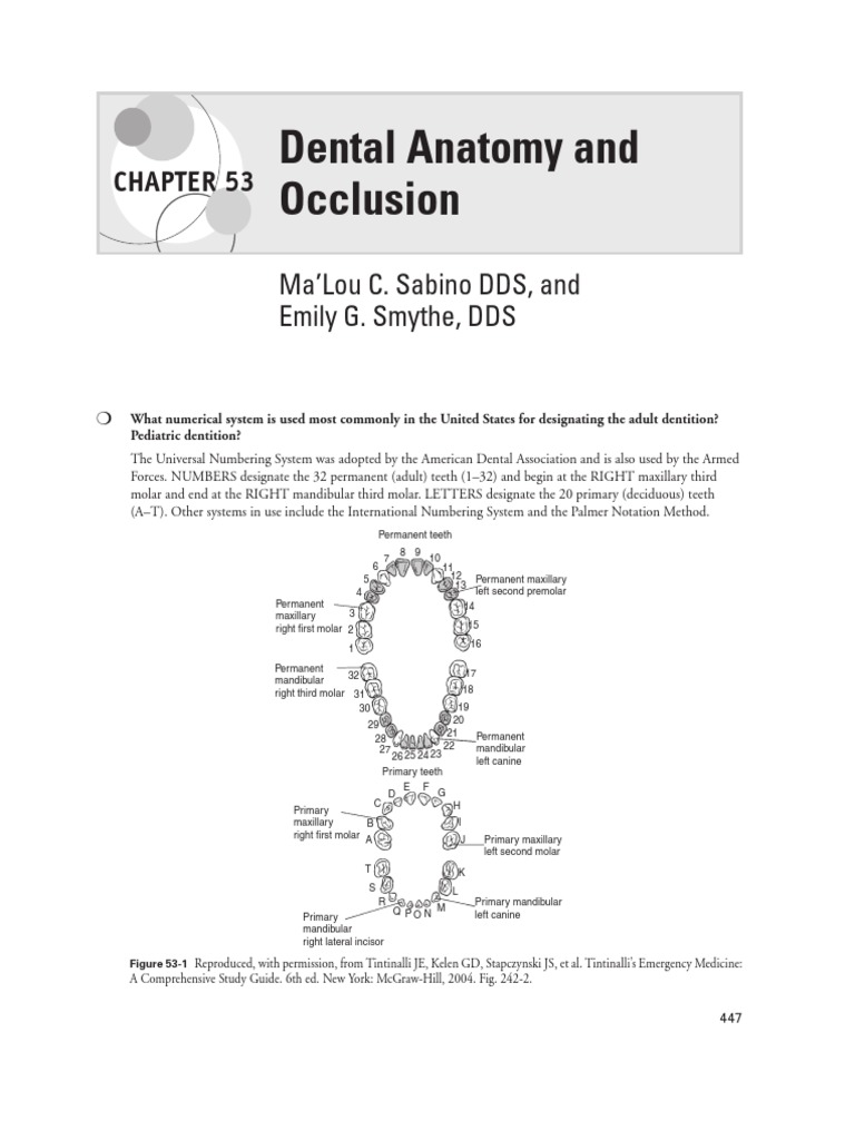 Dental Anatomy PDF PDF Physiognomy Facial Features