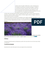 Plantar Lavanda