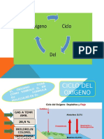 Ciclo Del Oxigeno