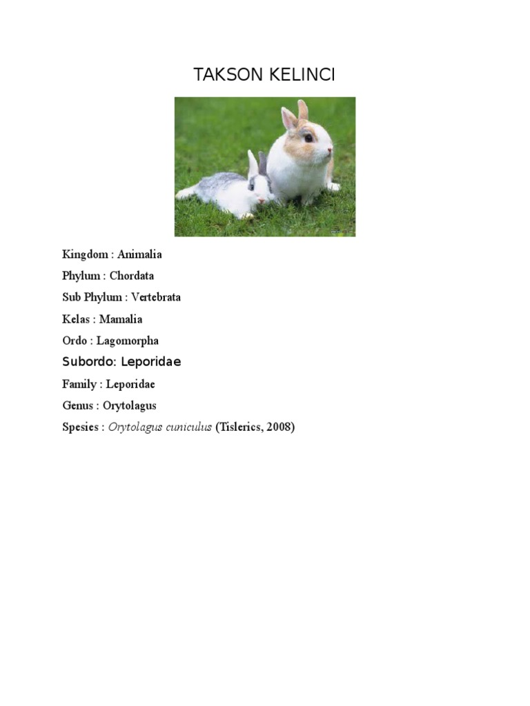 Takson Kelinci
