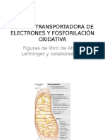 Cadena Transportadora de Electrones y Fosforilación Oxidativa (En Proceso) Ab2014