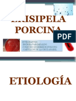 Erisipella Porcina