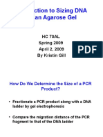 Introduction To Sizing DNA On An Agarose Gel: HC 70al Spring 2009 April 2, 2009 by Kristin Gill