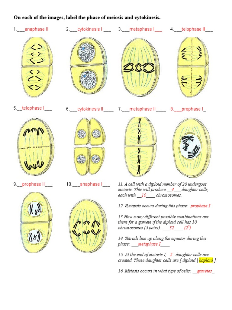 Meiosis Pictures Worksheet Answers Xnpxwb Pdf