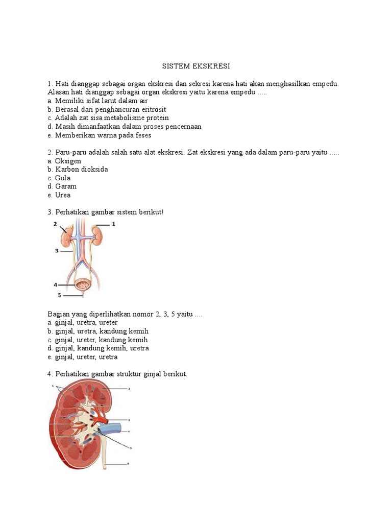 Unduh 80 Koleksi Gambar Ginjal Ureter Dan Uretra Adalah Nomor Paling Bagus Gratis
