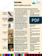 Ficha 4.2 Plantilla Delante Terrestres y Voladores