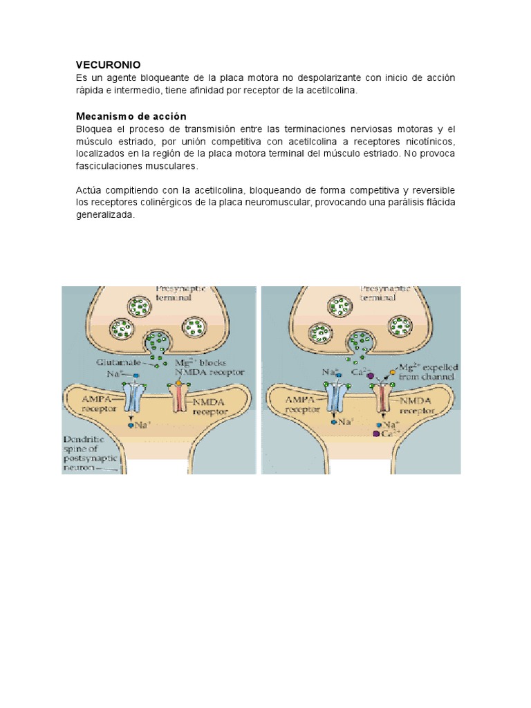 VECURONIO | PDF