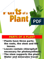 Plant Parts