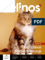 Felinos 01 Ok