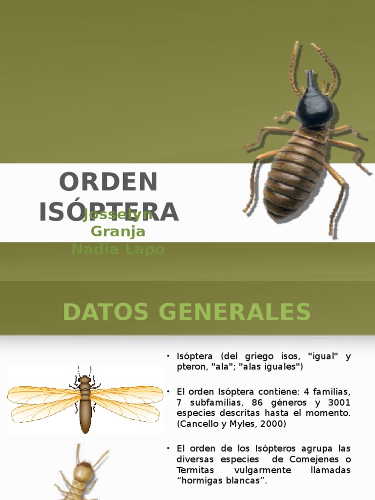 Características del Orden Isóptera | PDF | Insectos | Organismos