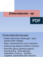 Enterobacter SP Mikrobiologi