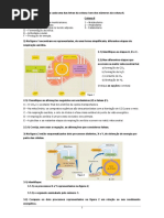 Ficha Biol 10º 2 Obtenção Energia