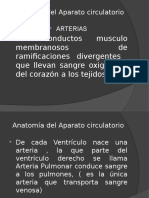 Anatomía Del Aparato Circulatorio