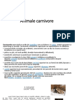 Animale Carnivore