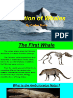 Evolution of Whales