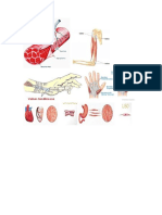 imagenes de fisiologia.docx