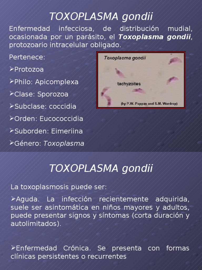 TOXOPLASMA | PDF | Enfermedades animales | Ciencias de la Salud