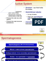 parmann repro notes