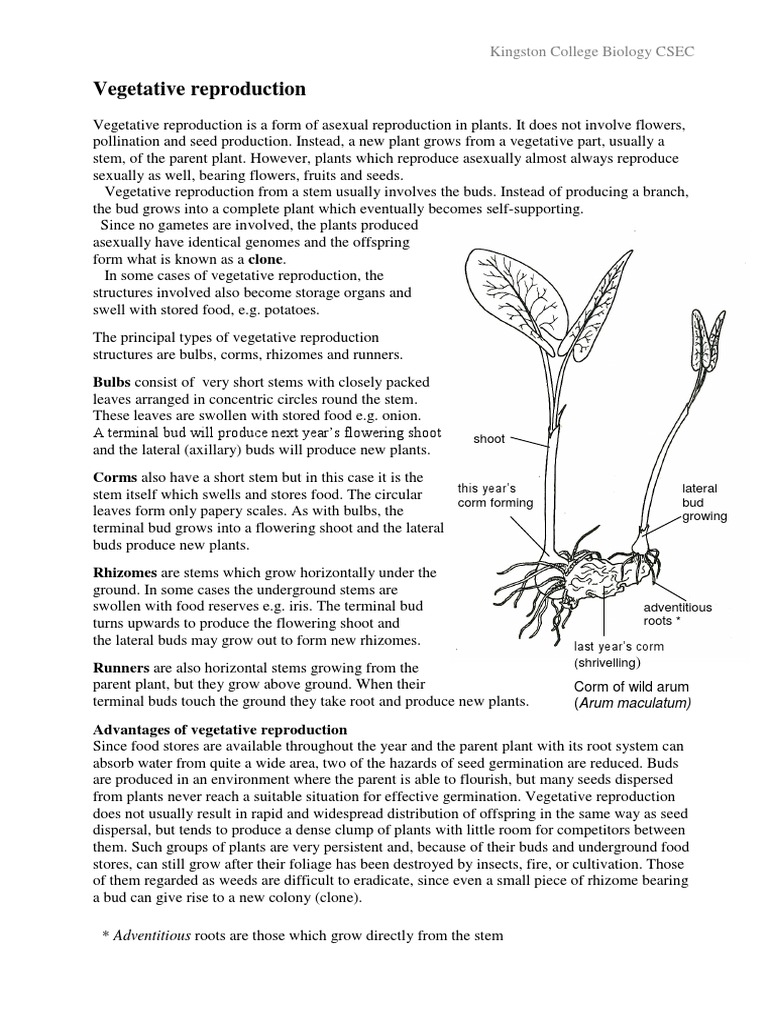 Asexual Plant Reproduction Methods | PDF | Reproduction | Horticulture ...