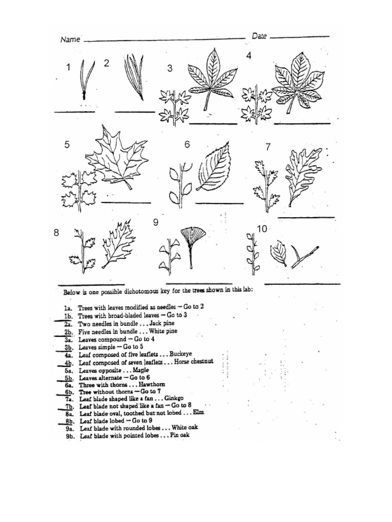dichotomous-key-practice-worksheets-pdf-pdf
