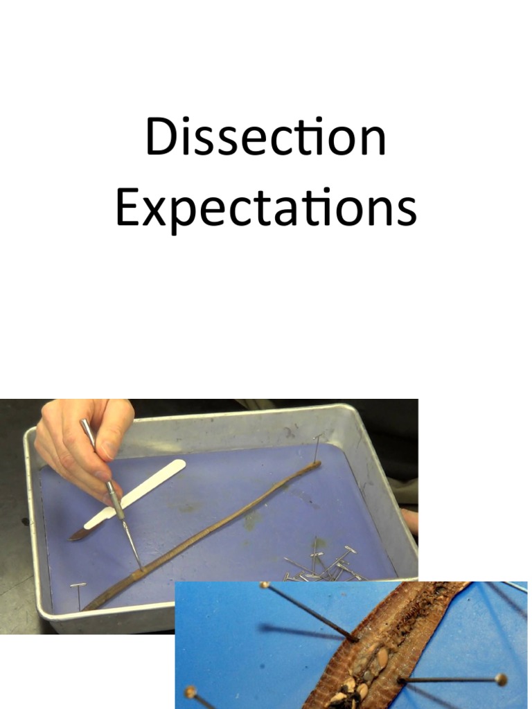 Dissection Rules PDF Nature
